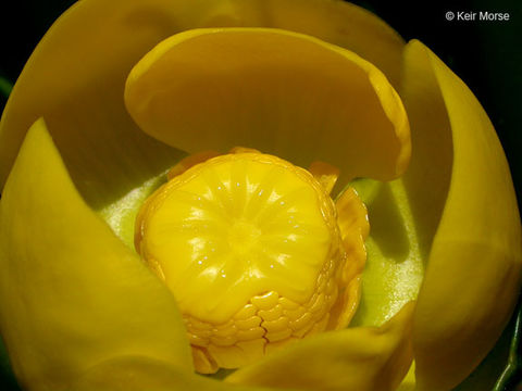 Слика од Nuphar polysepalum Engelm.