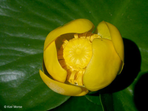 Слика од Nuphar polysepalum Engelm.