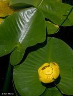 صورة Nuphar polysepalum Engelm.