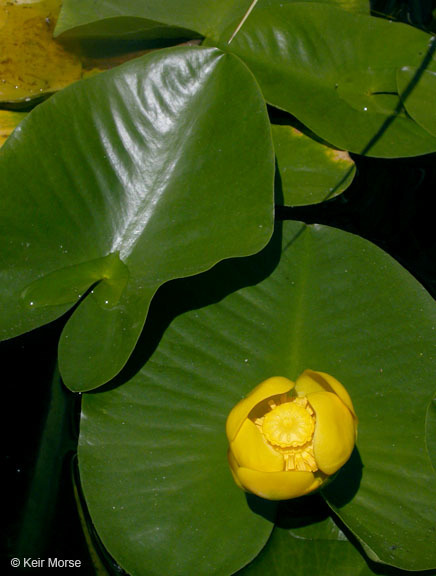 صورة Nuphar polysepalum Engelm.