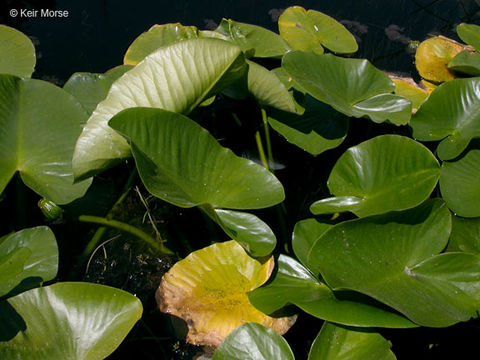 Слика од Nuphar polysepalum Engelm.