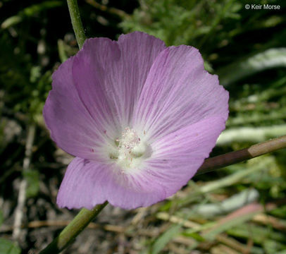 Sivun Sidalcea glaucescens Greene. kuva