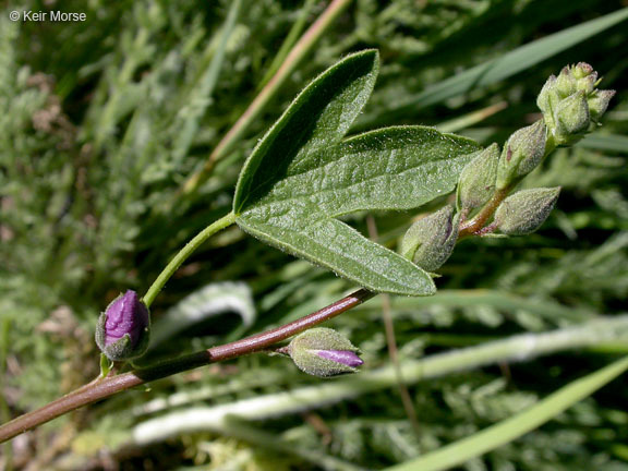 Image of waxy checkerbloom