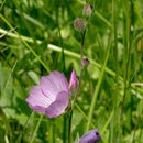 Sidalcea reptans Greene的圖片