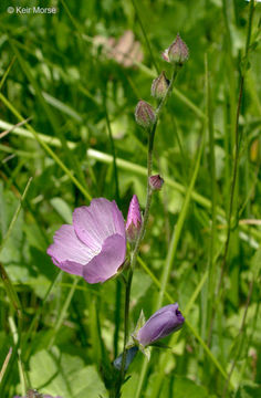 Sivun Sidalcea reptans Greene kuva