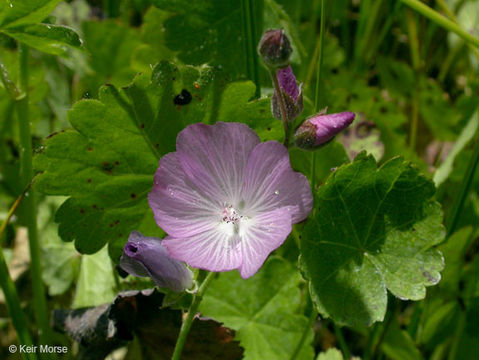 Image of Sierra checkerbloom