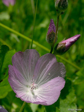 Image of Sierra checkerbloom