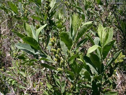 Myrica hartwegii S. Wats. resmi