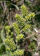 Myrica hartwegii S. Wats. resmi