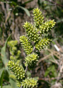 Image de Myrica hartwegii S. Wats.