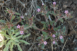 Image of serpentine collomia