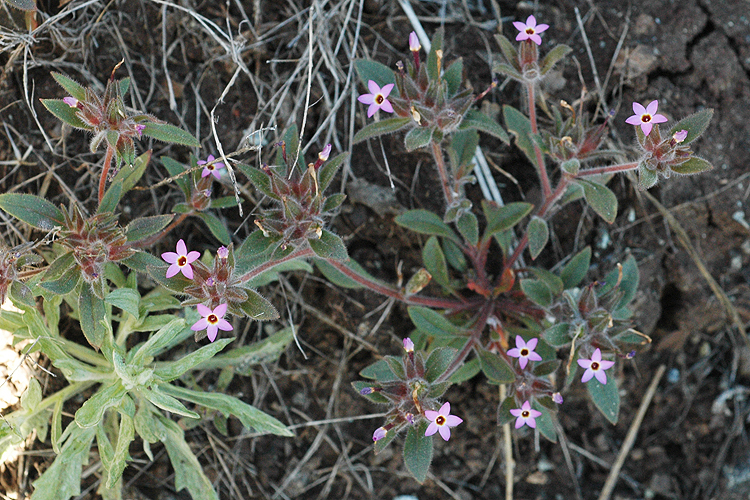 Image of serpentine collomia