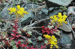 صورة Sedum oreganum Nutt. ex Torr. & Gray