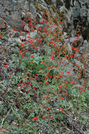 Image of scarlet larkspur