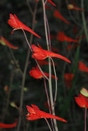 Image of scarlet larkspur