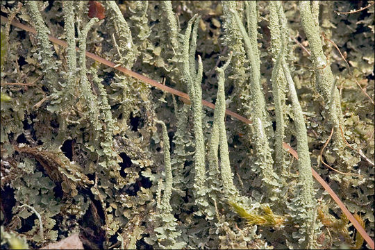 Image of cup lichen