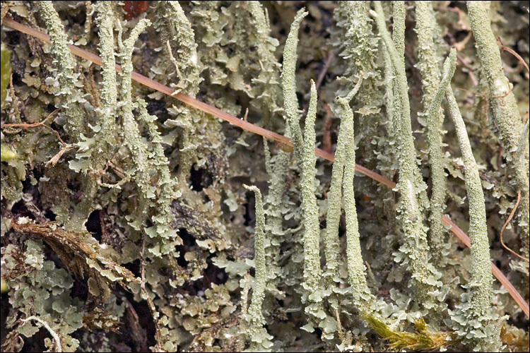 Image of cup lichen