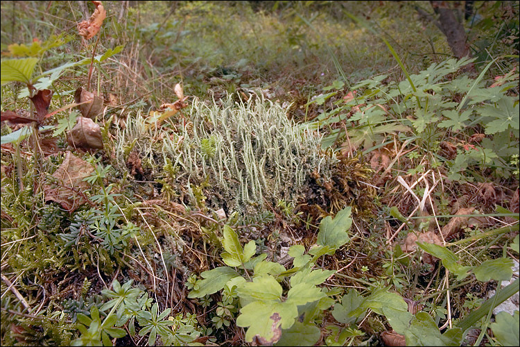 Image of cup lichen