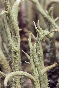 Image of cup lichen