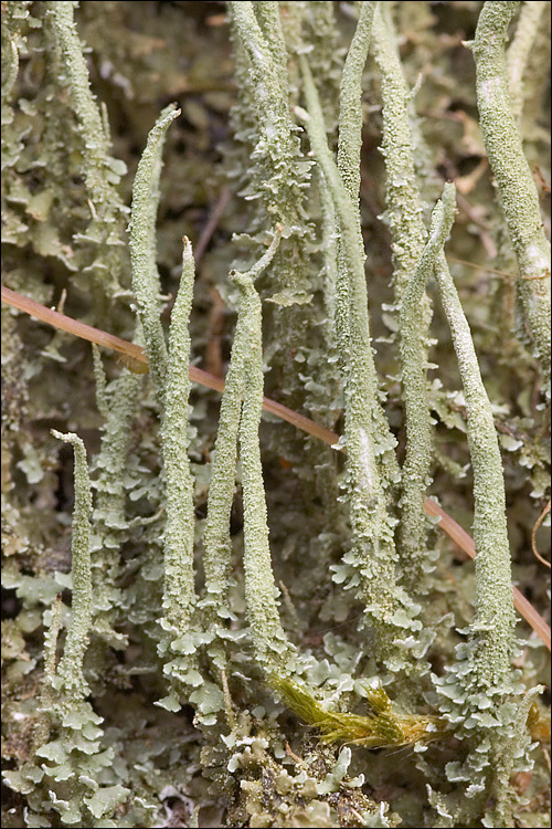 Image of cup lichen