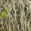 Imagem de Cladonia glauca Flörke