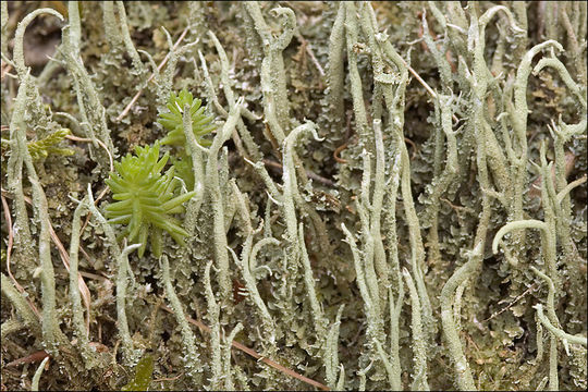 Image of cup lichen