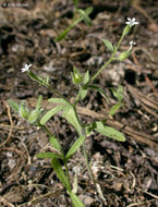 Plancia ëd Allophyllum integrifolium (A. Brand) A. D. & V. E. Grant