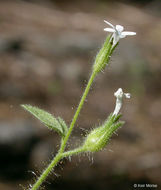 Plancia ëd Allophyllum integrifolium (A. Brand) A. D. & V. E. Grant