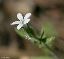 Plancia ëd Allophyllum integrifolium (A. Brand) A. D. & V. E. Grant