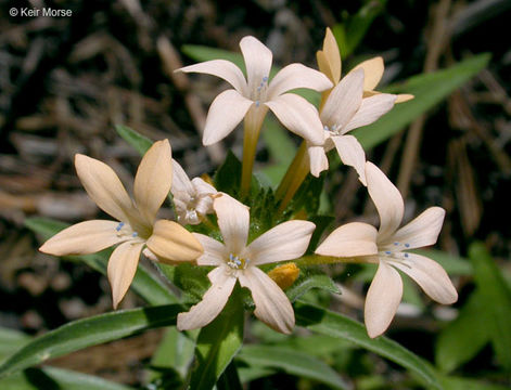 Image of grand collomia