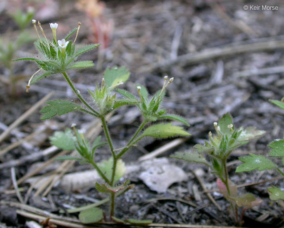 Image of variableleaf collomia