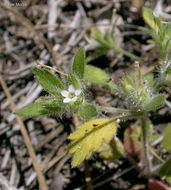 Image of variableleaf collomia