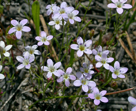 Image of Bridges' gilia