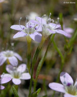 Image of Bridges' gilia