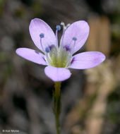 Image of Bridges' gilia