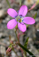 Image of Bridges' gilia