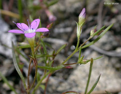 Image of Bridges' gilia