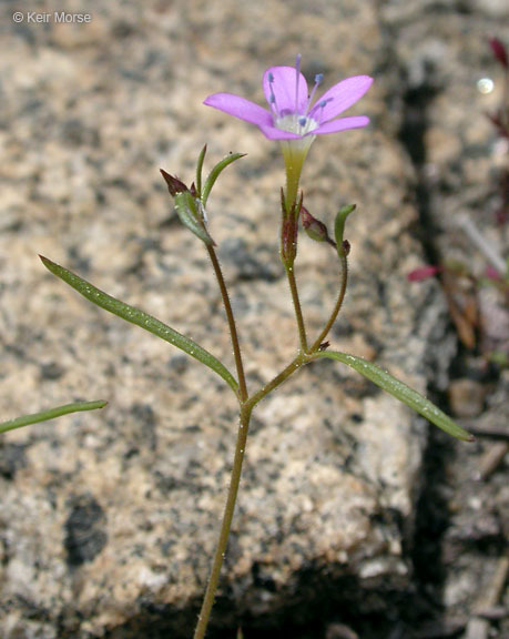 Image of Bridges' gilia