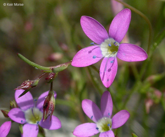 Image of Bridges' gilia