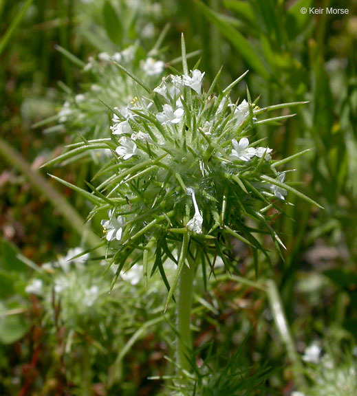 Image of needleleaf navarretia