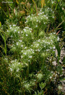 Image of needleleaf navarretia