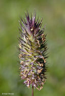 Image of alpine timothy