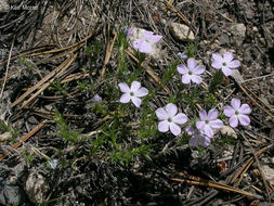 Image of spreading phlox