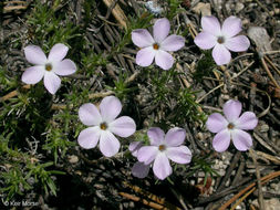 Image of spreading phlox