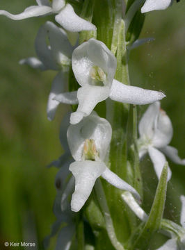 Image of Sierra bog orchid