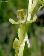 Image of Canyon Bog Orchid