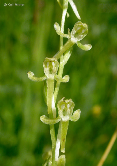 Image of Canyon Bog Orchid