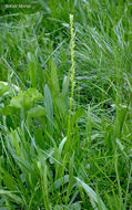 Image of Yosemite bog orchid