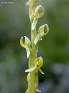 Platanthera yosemitensis Colwell, Sheviak & P. E. Moore resmi