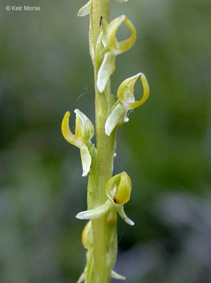 Image of Yosemite bog orchid